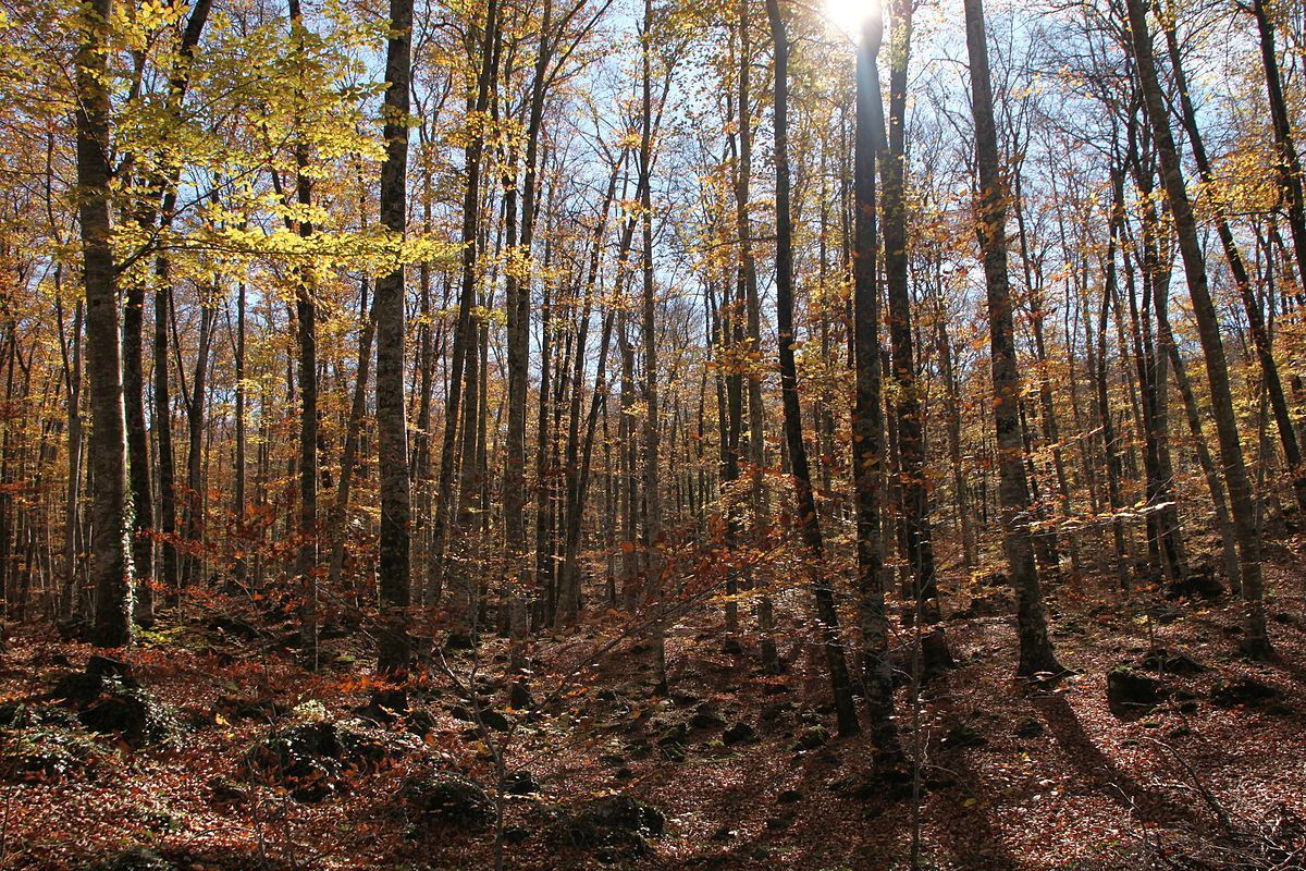 1200px-La_Fageda_den_Jordà_un_dia_destiuet_de_Sant_Martí.JPG