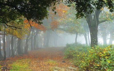 La Fageda Fosca (Garrotxa)